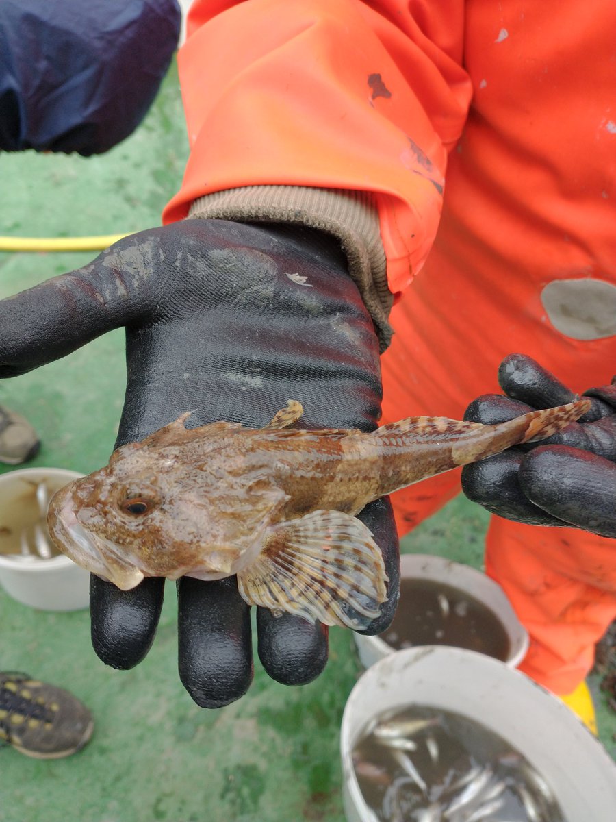 PaleoGeochemist's tweet photo. In the north sea with @unil , @sciences_UNIGE, @unifr PhD students for a #CUSO field trip Wonderful Jade Bay  at Senckenberg marine institute ,#Wilhelmshaven https://t.co/mySUVJ4piE