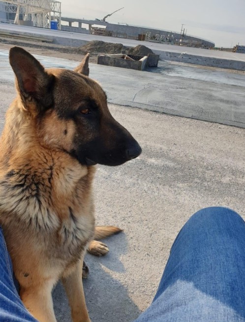 hemreg46's tweet photo. bir sokak canına nasıl davranıyorsan umarım 1000 katı sana  fazlası ile iade olur. (iyilik yapıyorsan da ,kötülük yapıyorsan da ) before / after ektedir

#SokakHayvanlarıYalnızDeğildir #urfadakatliamyapıldı https://t.co/TmycdaJH9m