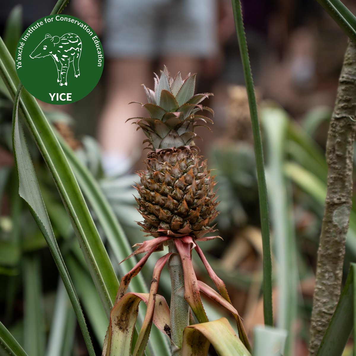 ecotourbz's tweet photo. Escape the ordinary and explore an eco-farm in southern Belize! Get your hands dirty and learn about sustainable farming practices with a local farmer. Experience exotic fruits and taste fresh, tropical sweetness! Book today and allow us to show you the magic! https://t.co/euH9T8cKBN