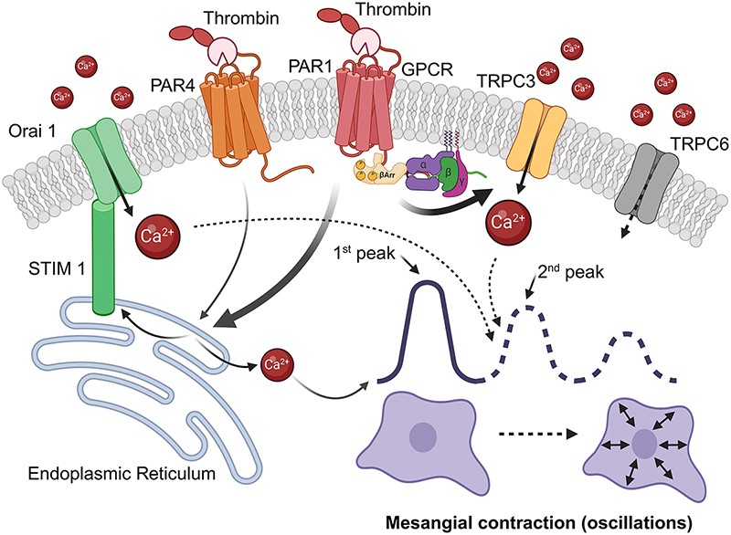 Alexander Staruschenko tweet media
