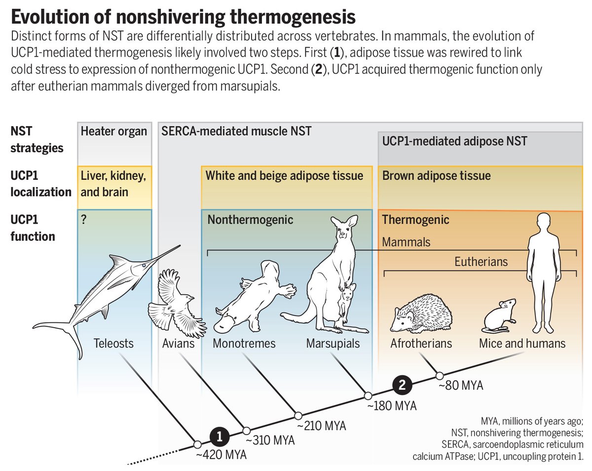 Adipose tissue thermogenesis—heat production in fat tissue—evolved over two stages in mammals, fully developing in eutherian mammals after the group’s evolutionary divergence from marsupials, a new Science study finds.

📄: scim.ag/7hB; scim.ag/7hA