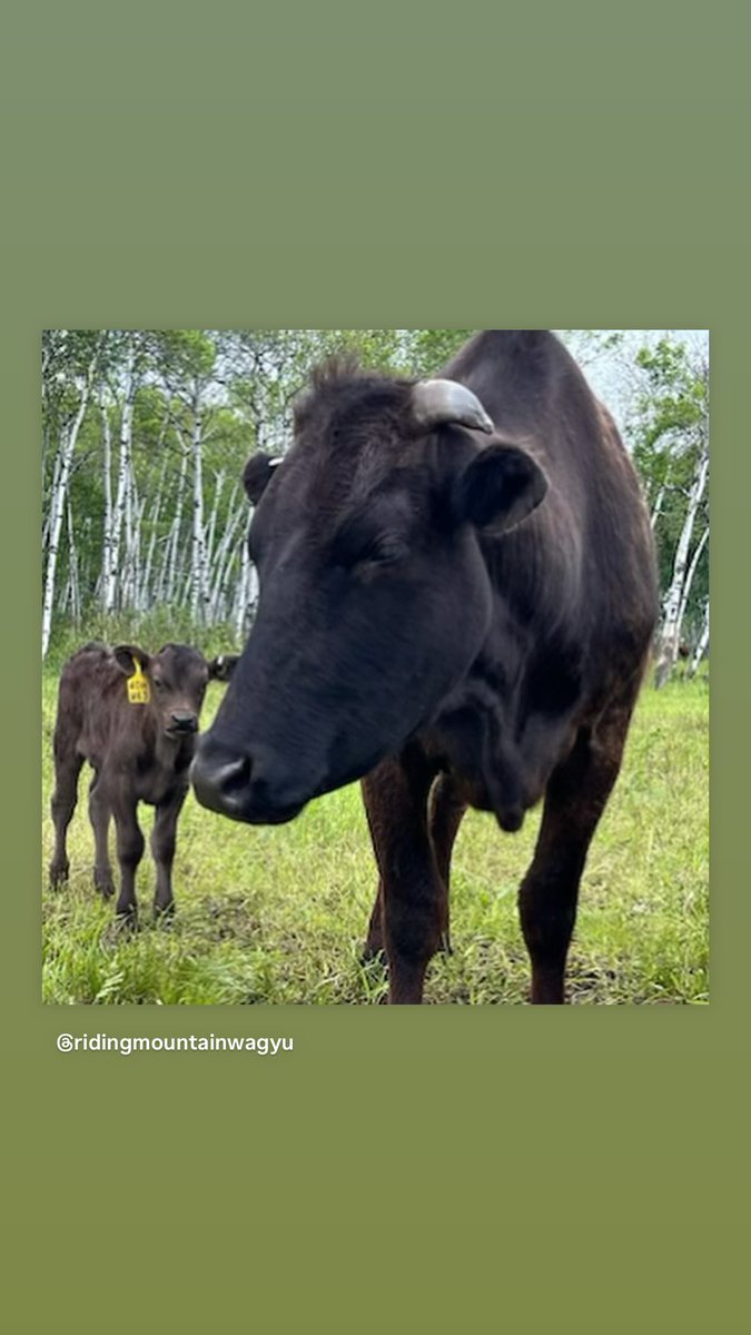 Riding Mountain Wagyu tweet media