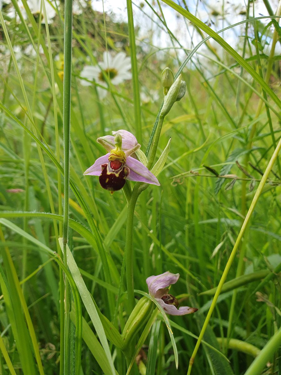 Alison Allen tweet media