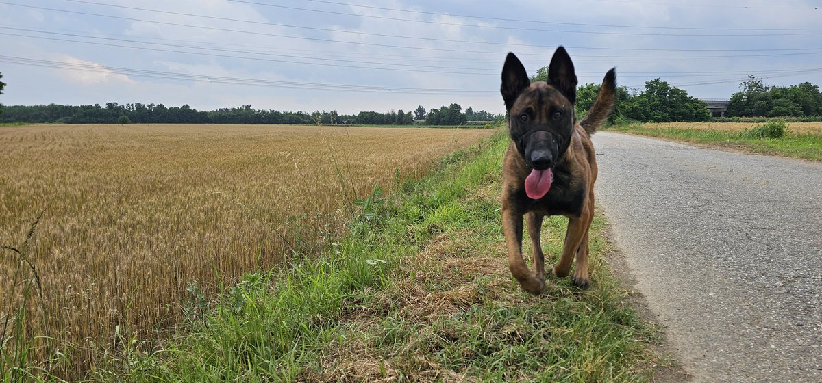 TexBayou's tweet image. #cameri #Italy tons of dogs here and they all barked at me.  Not much else to see. #malinois