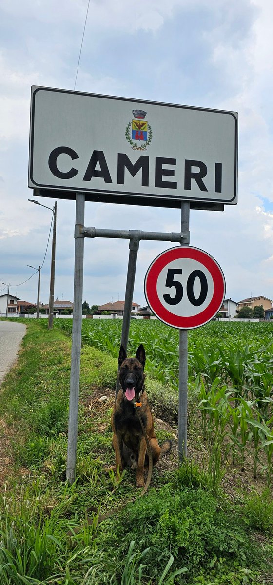 TexBayou's tweet image. #cameri #Italy tons of dogs here and they all barked at me.  Not much else to see. #malinois
