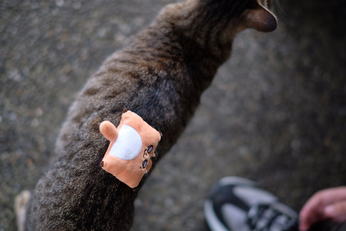 Fz1031cat's tweet photo. 畢業前出門旅遊 順便把訂做的生日禮物hitbox給老哥了
還拿到了新的狸貓玩偶
特別喜歡海邊的行程 超級涼快的
#看豹 #良橙吉時 #看這狸 https://t.co/O1ENHEG6NK