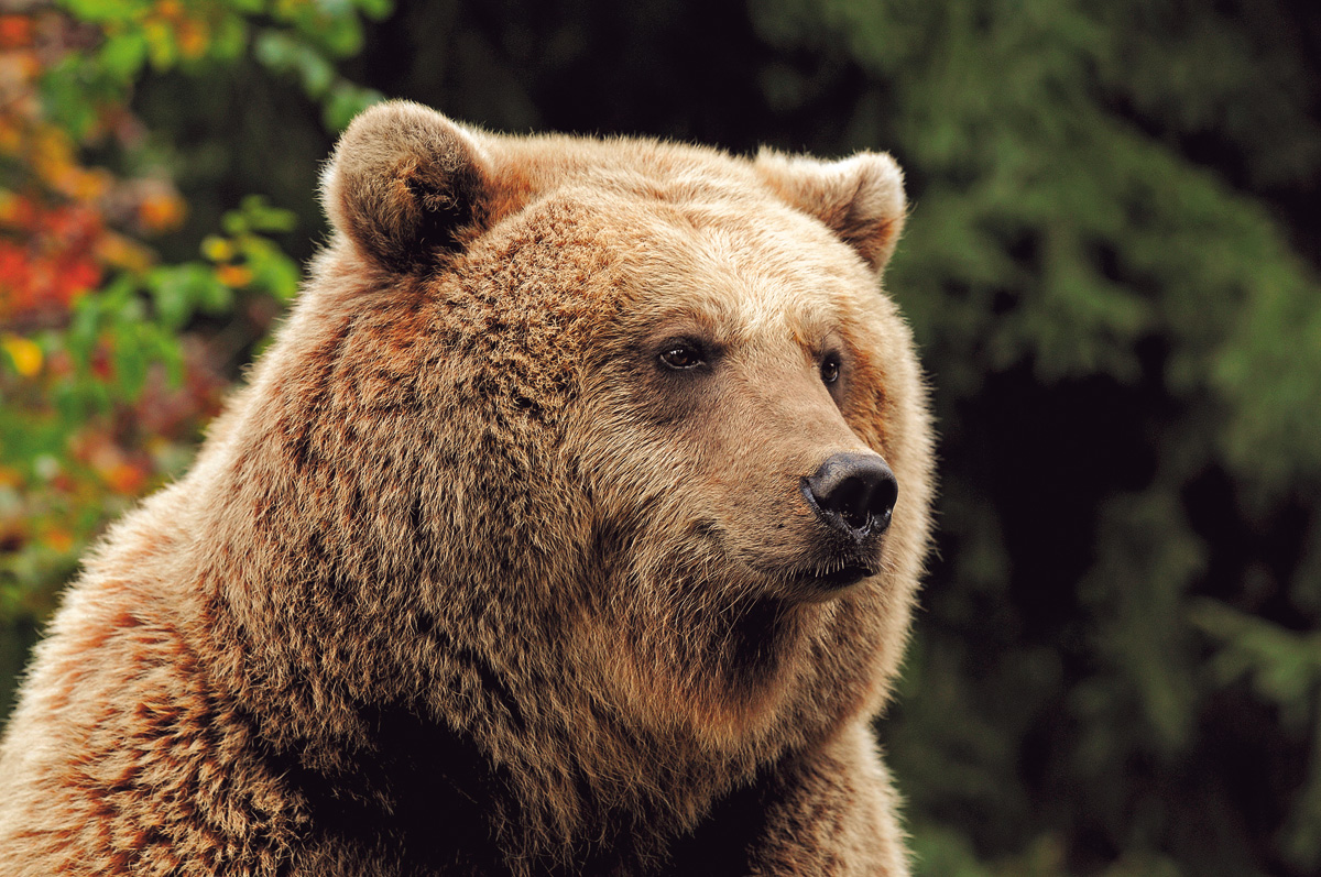 ¡Bienvenidos a Aran Park! 🦉🌲

Un paraíso para los amantes de la naturaleza y los animales.

Más detalles en nuestro blog LUDERNA 👉 luderna.com/b/aran-park-tp…

#LUDERNA #ValdAran #AranPark #Bossost #Osos #Animales #Naturaleza #Marmota #Ciervo