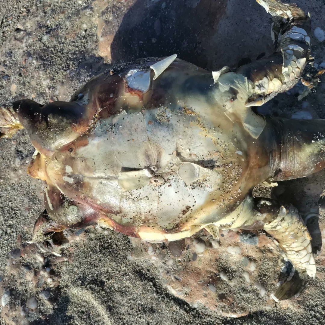 AVISO PARA EQUINAC POR TORTUGA MARINA MUERTA EN MOJÁCAR

Tony, integrante de la red de varamientos de Equinac -como lo es su centro de <a href="/Buceomojacar/">Buceomojacar</a>- se encargaba de cubrir el varamiento.