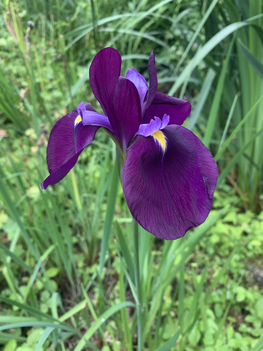 Iris ensata 'Kumo-no-obi' in wet soil by the pond 👌