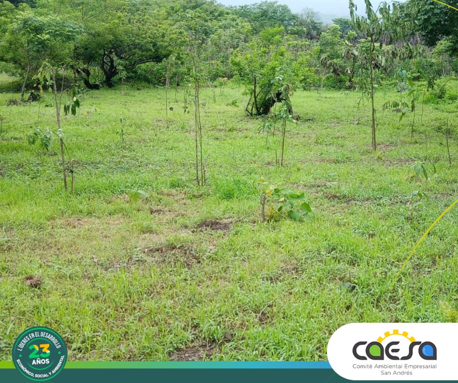CAESA_sv's tweet photo. 🌱Con mucha alegría y entusiasmo desarrollamos el proyecto Apadrina Chanmico 2024 en la zona protegida El Playón, ubicado en Chanmico, San Juan Opico, La Libertad. Donde este año logramos sembrar 1103 árboles con el apoyo de 450 voluntarios de 17 empresas socias y no socias.🌎 https://t.co/F63AiAaOLV