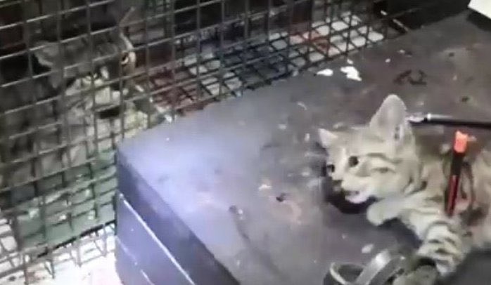 ECOAlphaTango's tweet photo. 🔴 CHINA TALKS TO CHINA 🇨🇳 #ChinaStory 

China News, YOUR CHEESY #MadeInCCP PROPAGANDA FOOLS NO ONE BECAUSE UR COUNTRY IS SIMPLY UNMATCHED IN ANIMAL CRUELTY #China 👌🏻🇨🇳🩸🐈🐕🩸🇨🇳
#ChineseCatTortureGroups #ChineseCatSNUFFVideos 

𝐀𝐛𝐨𝐮𝐭 𝐦𝐨𝐦𝐦𝐲 𝐜𝐚𝐭𝐬 𝐢𝐧 #𝐂𝐡𝐢𝐧𝐚, 𝐡𝐞𝐫𝐞’𝐬 𝐨𝐧𝐞 🔻 
• No propaganda • No BS #TheRealChina 
𝐒𝐡𝐞 𝐡𝐚𝐝 𝐡𝐞𝐫 𝐤𝐢𝐭𝐭𝐞𝐧 𝐭𝐨𝐫𝐭𝐮𝐫𝐞𝐝 
𝐭𝐨 𝐝𝐞𝐚𝐭𝐡 𝐛𝐞𝐟𝐨𝐫𝐞 𝐡𝐞𝐫 𝐞𝐲𝐞𝐬… 
𝐈𝐦𝐚𝐠𝐢𝐧𝐞 𝐭𝐡𝐞 𝐭𝐞𝐫𝐫𝐨𝐫 𝐚𝐧𝐝 𝐚𝐠𝐨𝐧𝐲
𝐔𝐑 𝐂𝐨𝐰𝐚𝐫𝐝 𝟑𝐫𝐝 𝐖𝐨𝐫𝐥𝐝 𝐒𝐢𝐜𝐤 𝐂𝐨𝐮𝐧𝐭𝐫𝐲
𝐈𝐧𝐟𝐥𝐢𝐜𝐭𝐬 𝐭𝐨 𝐝𝐞𝐟𝐞𝐧𝐬𝐞𝐥𝐞𝐬𝐬 𝐛𝐞𝐢𝐧𝐠𝐬! 

SADISTIC CHINA 🇨🇳 that stinks EVIL