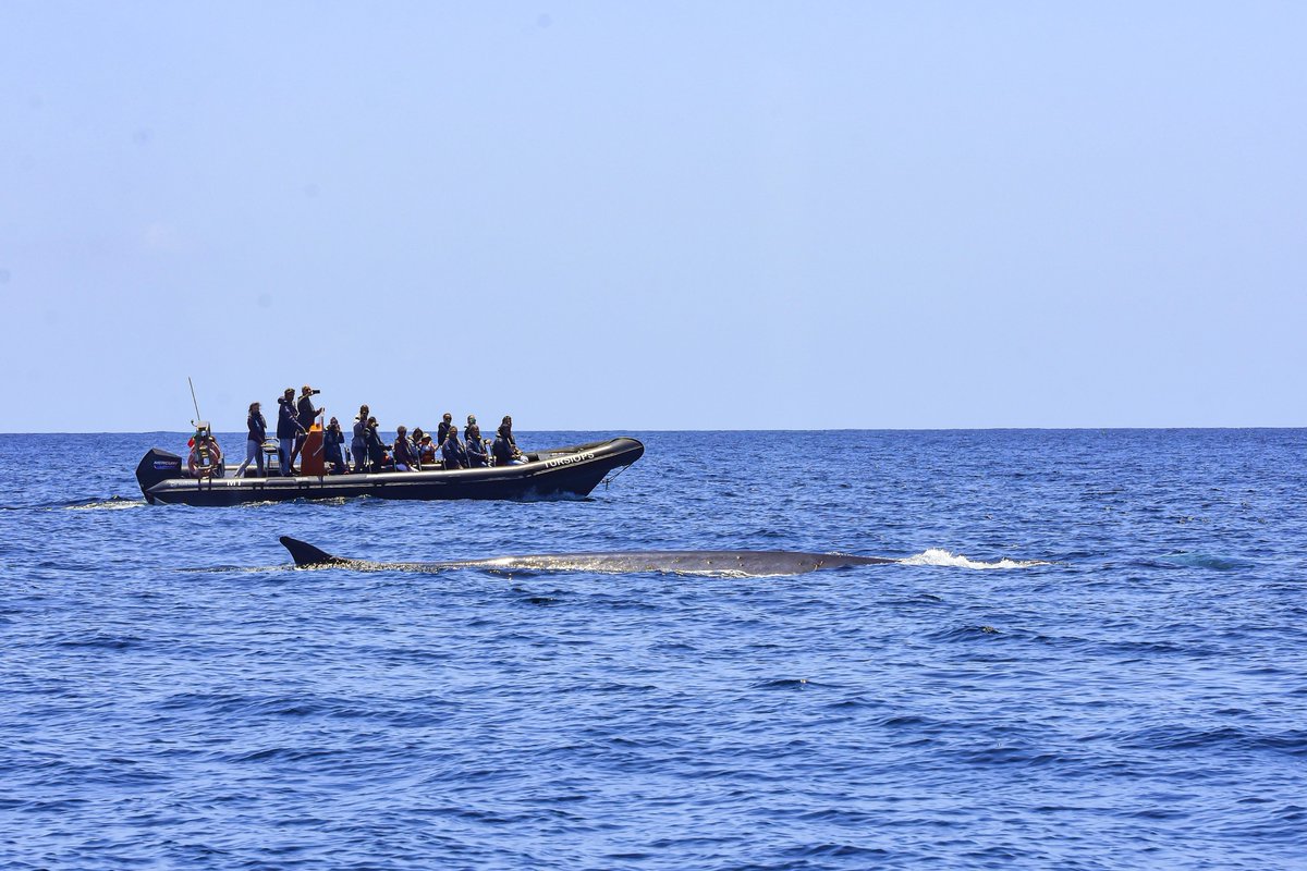 MARILIMITADO's tweet photo. We are sad to hear that the icelandic government granted further licenses for whaling. Hvalur hf. (Iceland's only whaling company) will be able to kill inhumanely 128 endangered fin whales in the 2024 hunting season. https://t.co/aPsijApzB8
