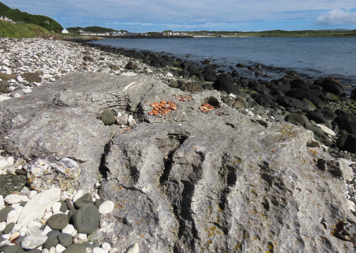 Rathlin Stickybeak tweet media