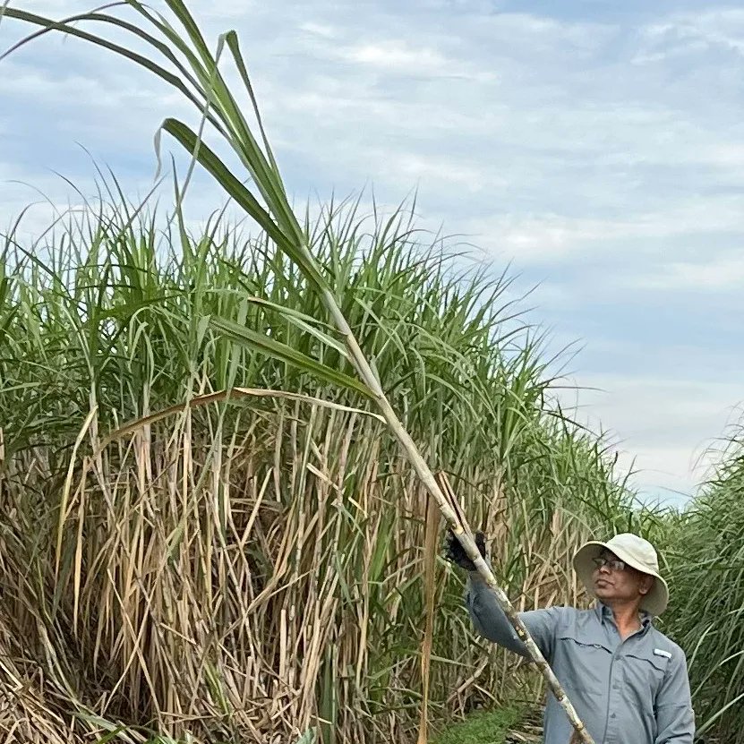 CABBIbio's tweet photo. Sugarcane is a prime candidate for producing advanced biofuels, but its complex genome makes breeding a challenge.
A CABBI team at @UF used CRISPR/Cas9 to fine-tune sugarcane's leaf angle so it could capture more sunlight and increase its biomass.

News ➡️ https://t.co/6AOApSh0kA https://t.co/Oc9cpm8ctX