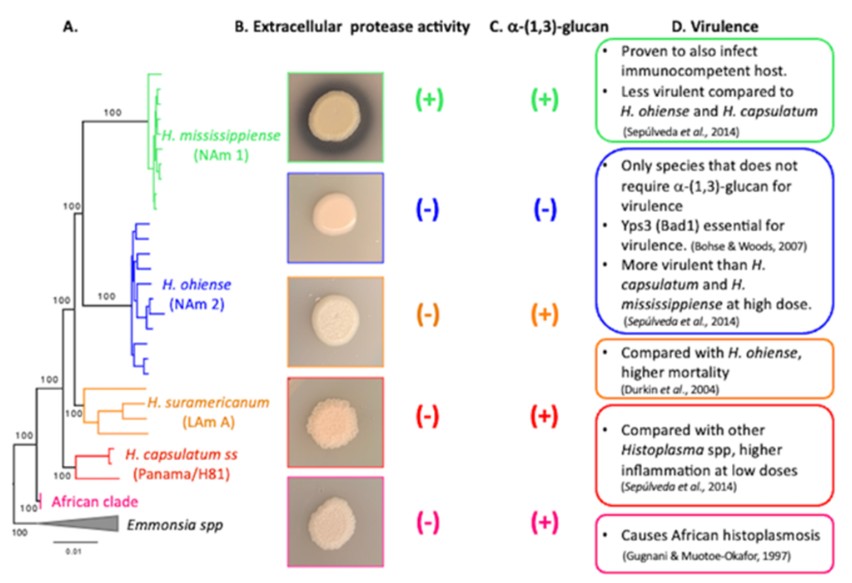 ASMicrobiology's tweet photo. Histoplasmosis is arguably the most common fungal respiratory infection worldwide. Explore the current understanding of the ecological niche, evolutionary history and virulence strategies of Histoplasma in this #MMBR review: https://t.co/oR9YtUylMx https://t.co/EjZNALtzep