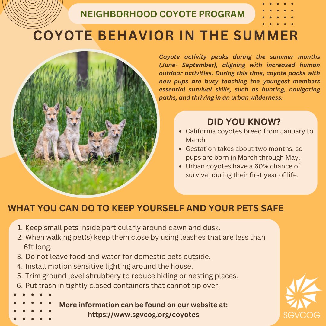 SGVCOGCoyotes's tweet photo. During the summer months, coyote and human outdoor activity, both peak. It is important to follow safety precautions to keep yourself and your pets safe. #Sgvcoyotes #coyotesafety #coexistence https://t.co/ab1fObxKh3