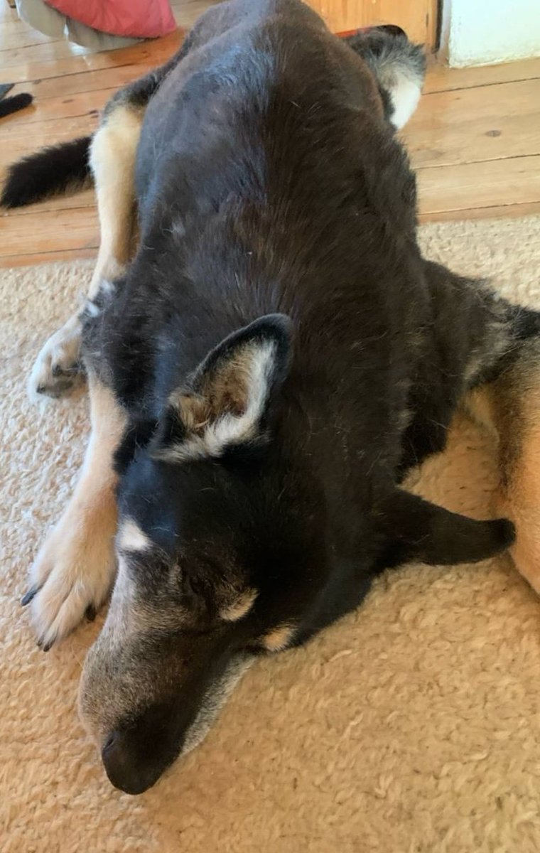 NicolettaDorner's tweet image. Flieg, mein Großer.  Ich bin froh,  dass Du nicht mehr leiden musst und so traurig, weil Du so ein liebenswertes Wesen und Herz hattest.  💔😢