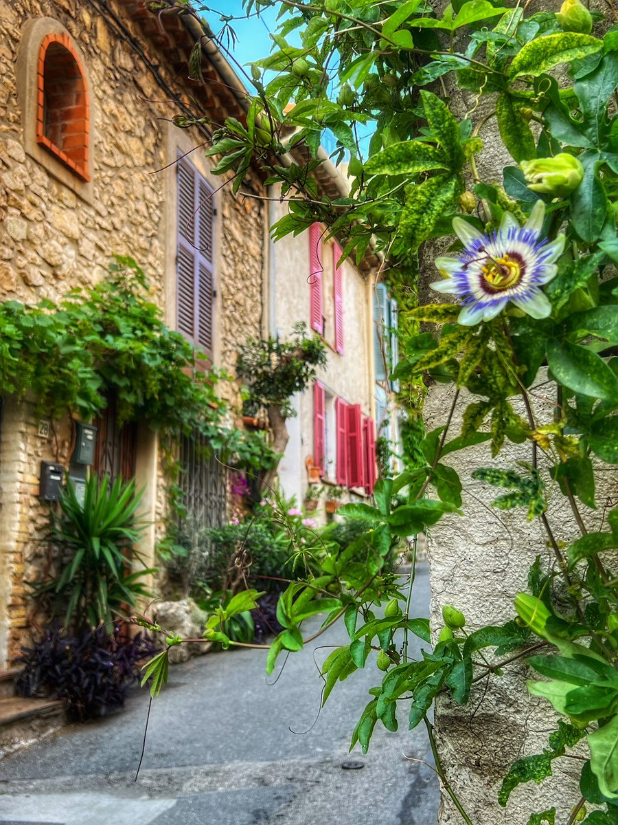 BrigitteB55's tweet photo. 𝕌ne fleur de la passion pour calmer les esprits 😉
𝔹onne soirée à toutes et à tous 🧘♀️
#passiflore #Antibes https://t.co/Aqy5aCHwBK