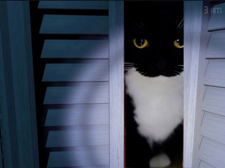 uni the cat