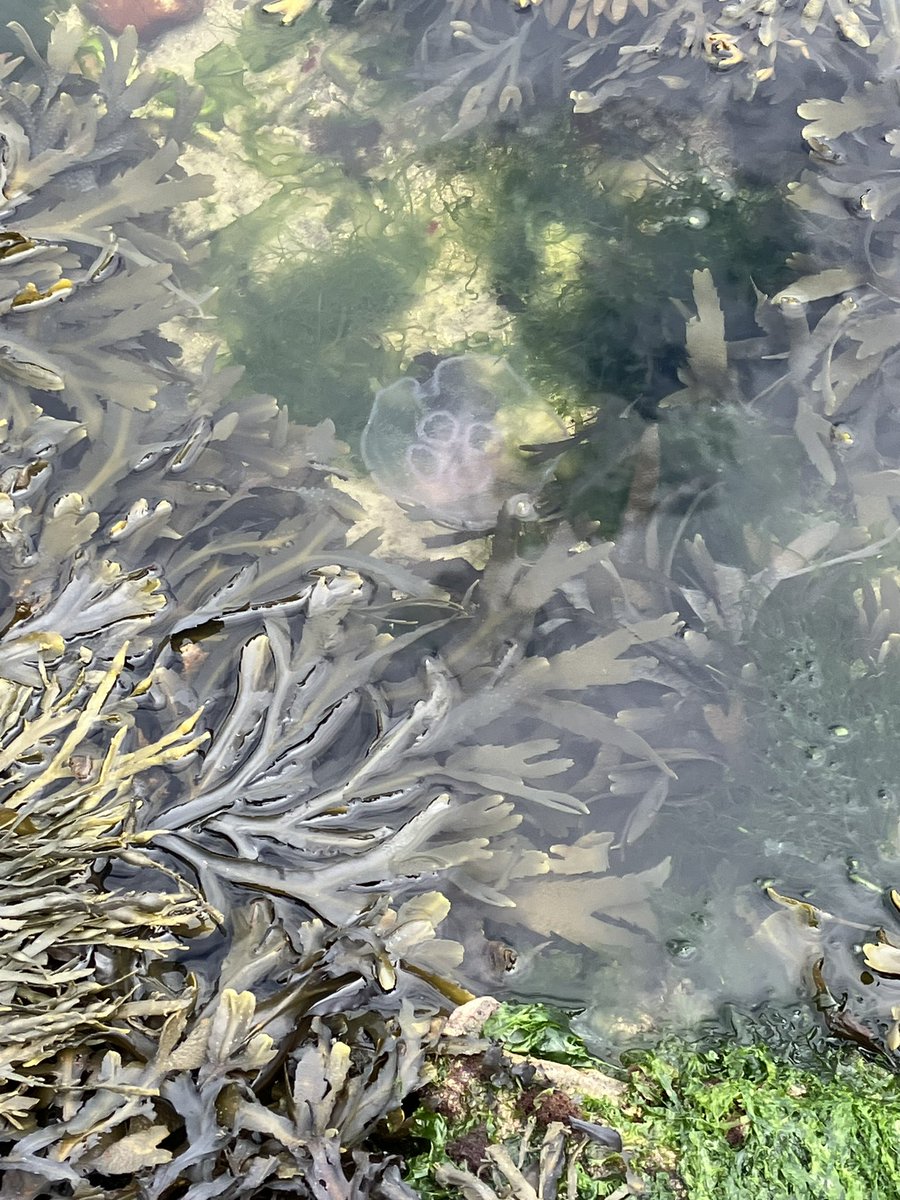 CHTrips's tweet photo. Team Biology headed out to Bracelet Bay for their rocky shore investigation. Measuring limpet size and seaweed coverage at different points on the shore. @FSCMargam https://t.co/T7XqoDvkus
