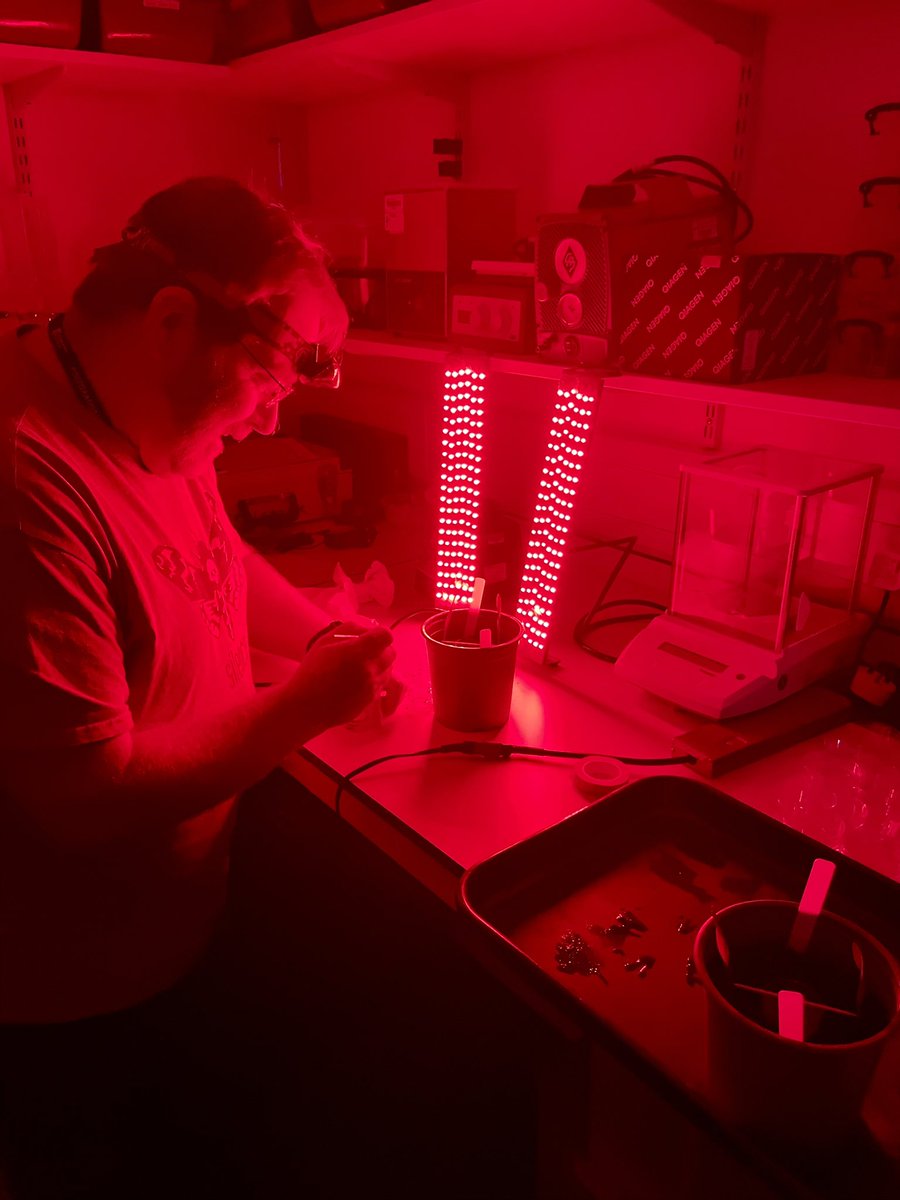 An unexpected sight in the entomology lab at <a href="/HarperAdamsUni/">Harper Adams University</a> this evening.

One of our PhD students, <a href="/bugsnbrass/">John Owen</a>, is setting up his latest aphid vision experiment under red light. It gave the lab an otherworldly vibe and I could only see with a green hue for a while after looking