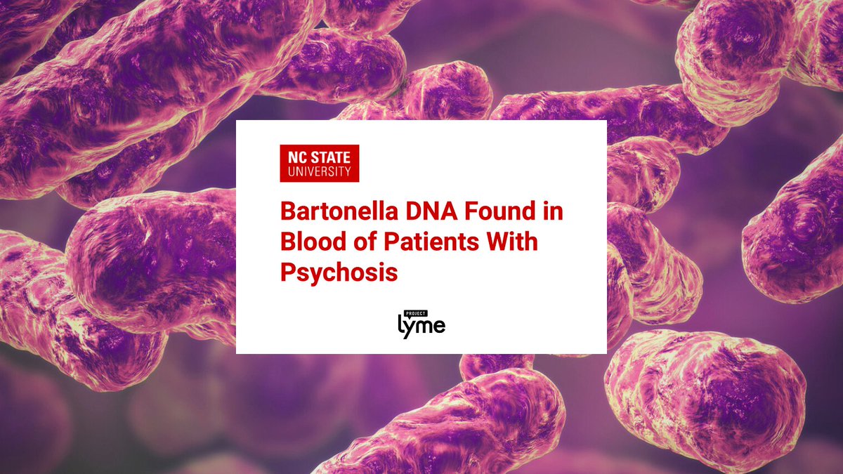 Project Lyme (@projectlyme) on Twitter photo Of 116 participants in a new study funded by <a href="/cohengive/">Steven & Alexandra Cohen Foundation</a> — adults w/ #psychosis were 3x as likely to have #Bartonella DNA in their blood. More #research is needed, but this discovery suggest infections may be a factor in #mentalhealth disorders via <a href="/NCState/">NC State University</a> news.ncsu.edu/2024/06/barton… Of 116 participants in a new study funded by <a href="/cohengive/">Steven & Alexandra Cohen Foundation</a> — adults w/ #psychosis were 3x as likely to have #Bartonella DNA in their blood. More #research is needed, but this discovery suggest infections may be a factor in #mentalhealth disorders via <a href="/NCState/">NC State University</a> news.ncsu.edu/2024/06/barton…