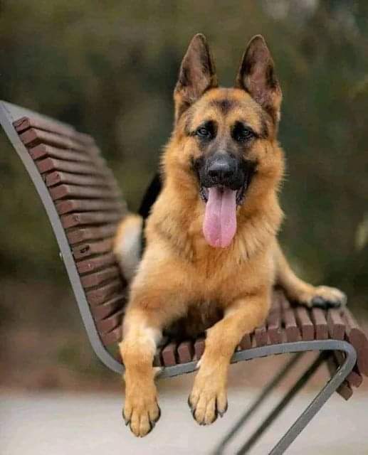 German Shepherd tweet media