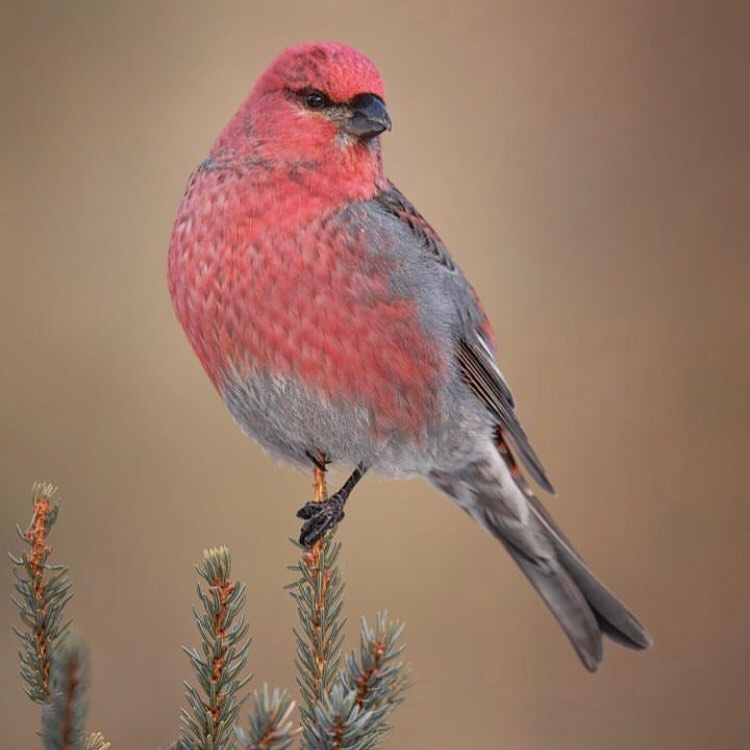 Pine Grosbeak 💗🖤