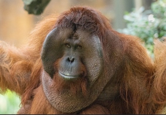cmnvalidL's tweet image. Orangutans from Borneo, Indonesia are Transphobic and Proud!