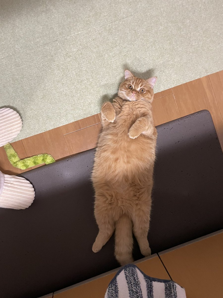 いいね、リツイート、フォローこんなにいっぱいありがとうございます！！
お返しにえだまめの写真です🤳