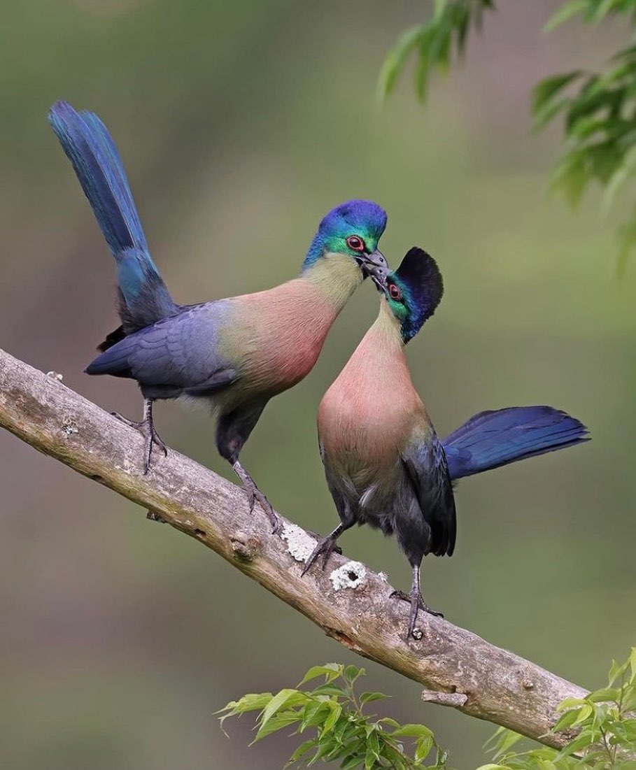 Birds Perfection tweet media