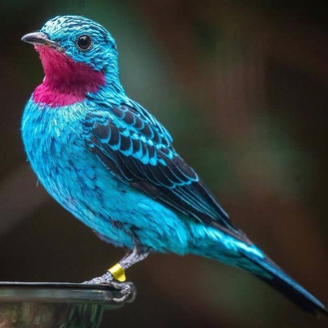 Spangled Cotinga 💙💜