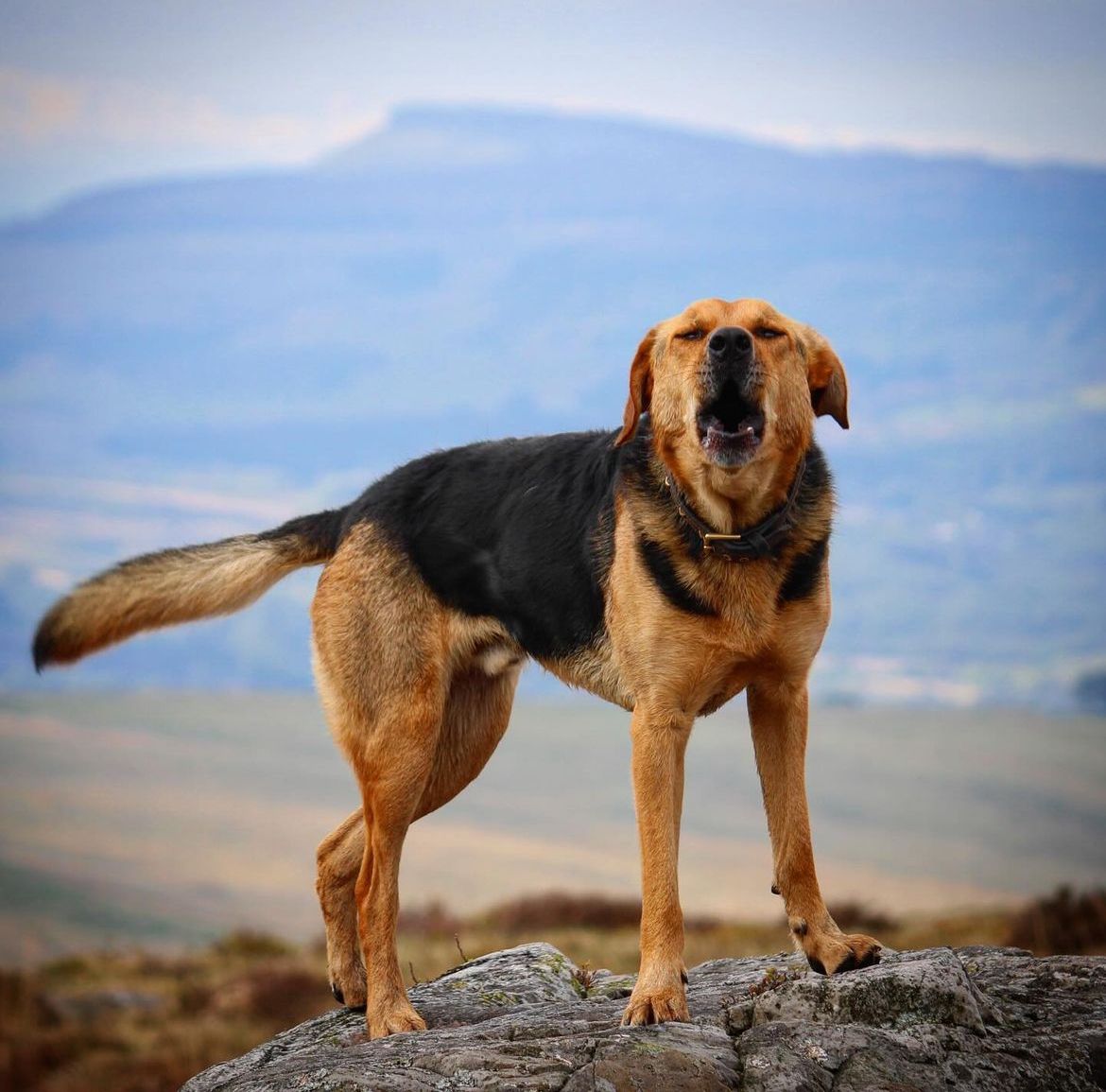 5 days left of my challenge for #CrohnsandColitisUK 160k done 40k to reach my target 200k and a few pence short of my target to raise! It's been a blast! #BannuaBrycheiniog next mywalkit.co.uk/fundraising/br…