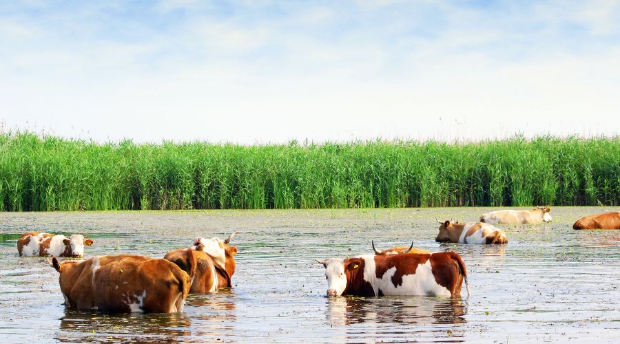 Farmers Guide (@farmersguide) on Twitter photo As daytime temperatures across England are set to reach 30ᐤC this week and yellow heat alerts are put in place, <a href="/rspcaassured/">RSPCA Assured</a> is offering farmers tips on how to keep their animals cool in the heat.
farmersguide.co.uk/livestock/rspc…
#heatwave #britishfarming #animalwelfare #livestock As daytime temperatures across England are set to reach 30ᐤC this week and yellow heat alerts are put in place, <a href="/rspcaassured/">RSPCA Assured</a> is offering farmers tips on how to keep their animals cool in the heat.
farmersguide.co.uk/livestock/rspc…
#heatwave #britishfarming #animalwelfare #livestock