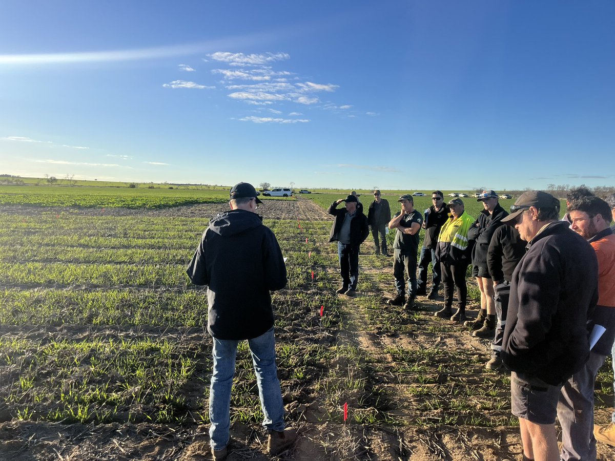 An enjoyable day showing Corrigin growers across some long coleoptile and canola establishment trials yesterday, thanks <a href="/CFIG_AG/">CFIG</a> for organising <a href="/CSIRO/">CSIRO</a> #longcoleoptilewheat <a href="/GRDCWest/">GRDC West</a> <a href="/theGRDC/">GRDC</a>