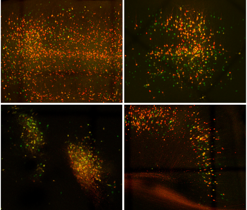 dpaynter13's tweet image. I get to present our poster about two-timeframe monosynaptic rabies tracing and visual system plasticity this afternoon (Wednesday) at #FENS2024, PS02-26PM-137. Come by! 😊😊 @MPIforBI @t_bonhoeffer @MHuebener @xpieter