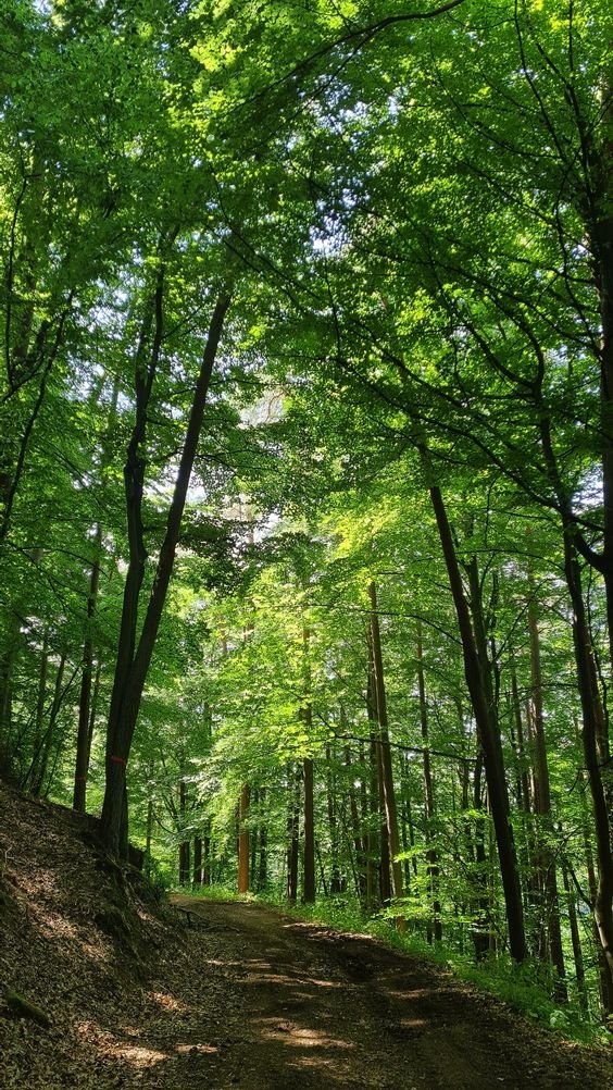 DeanTommy8's tweet image. Morning dose of fresh pine air - leading a forest walk today. 🌲🌞 #ForestBathing #NatureGuide