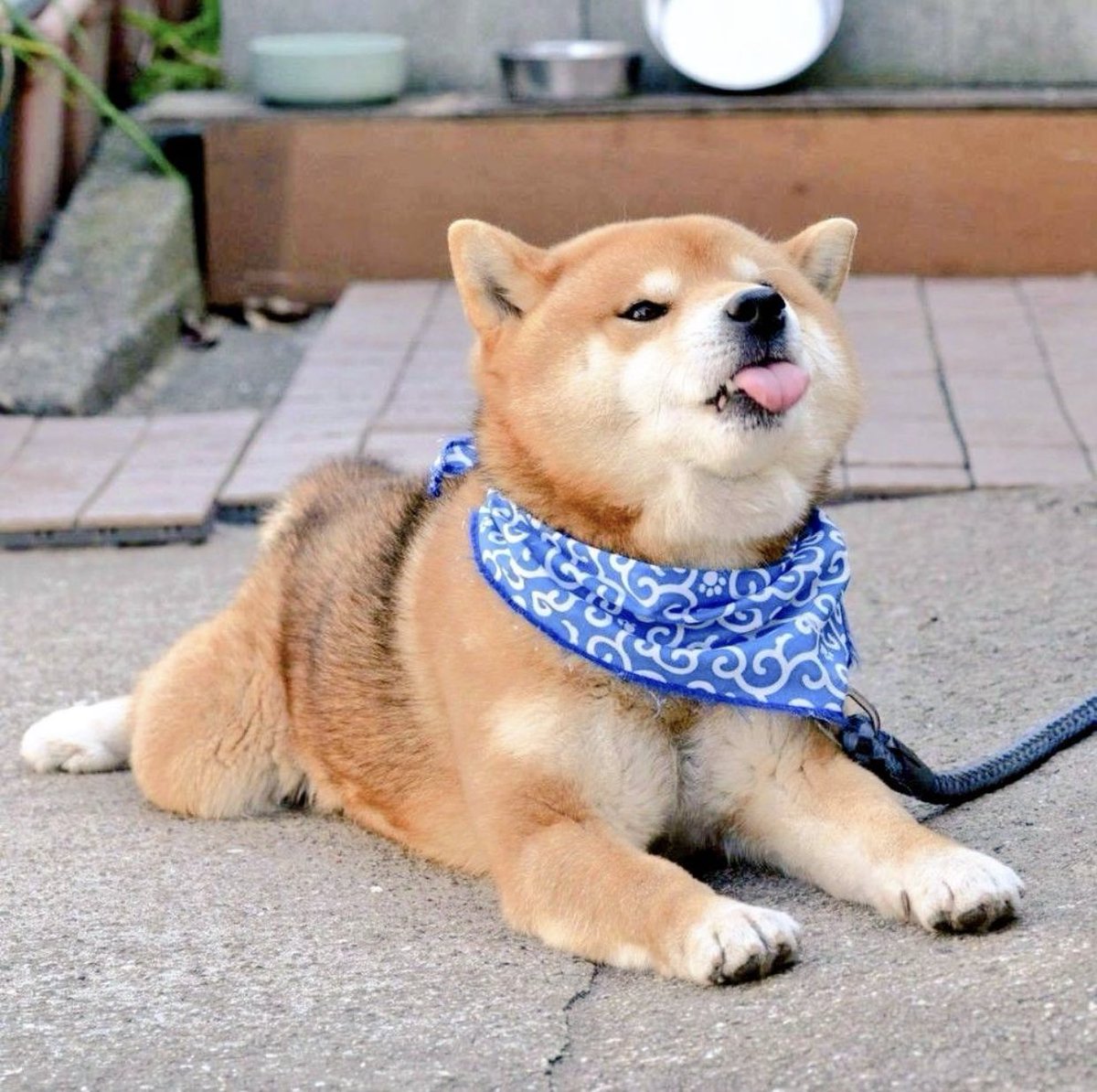 Gekikawa_Dbts's tweet photo. 柴犬が
世界中で愛される理由が
良くわかる４枚の写真 https://t.co/CnNNXspn2V