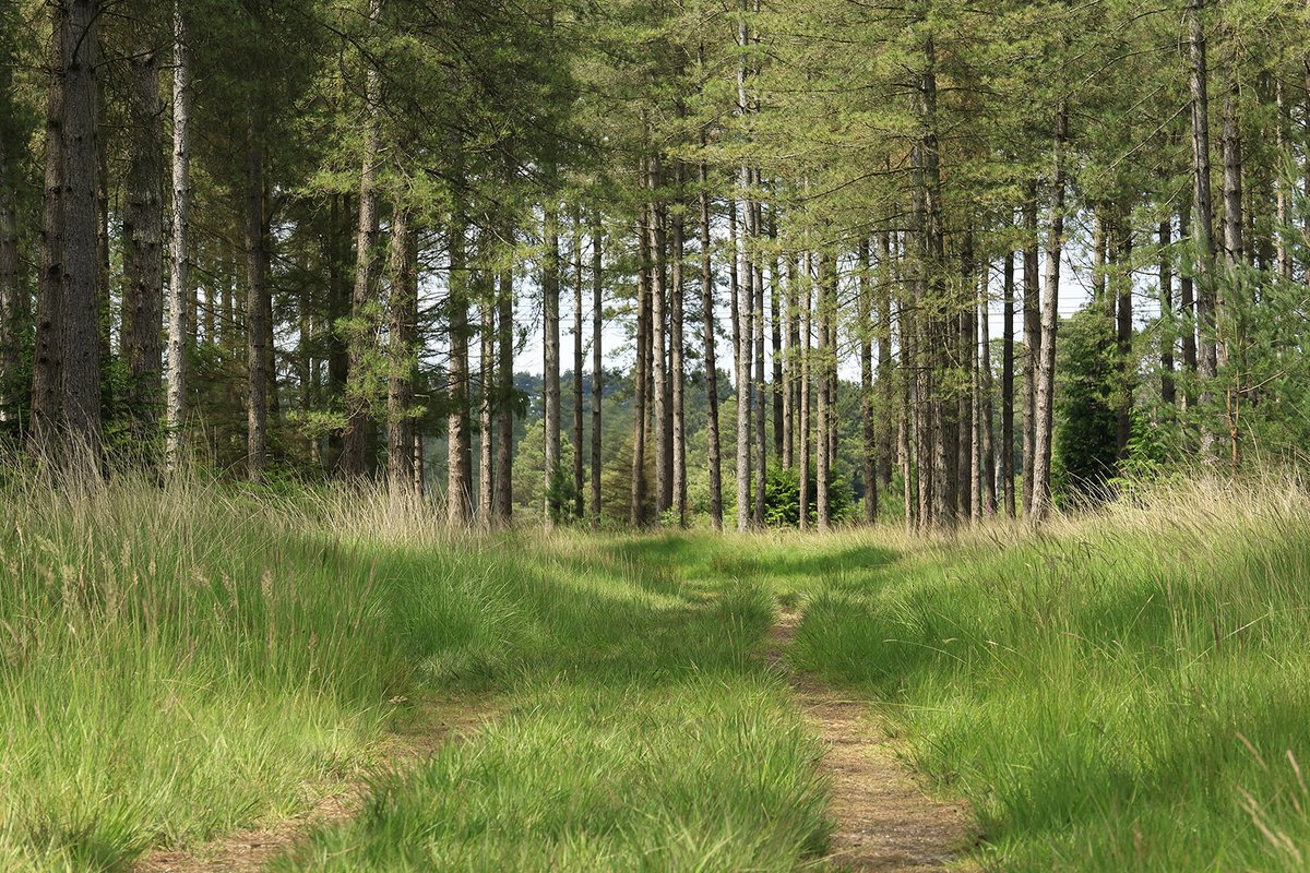 With the hot weather and risk of #wildfire we’re reminding visitors that BBQs and fires are banned across the #DorsetForests. Please help us spread the message! ☀️🔥

#BringAPicnicNotABBQ #BeWildfireAware