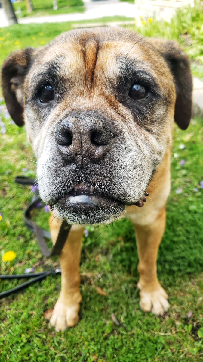 WalkinDogwalk's tweet image. Our sweet senior Miss Jj coming in for a Wednesday #boop !
❤🐾😁👆🐶🐕❤
#HappyHumpDay #seniordogs #oldenglishbulldog #walkinthedoginwhitby #walkinthedog