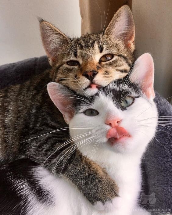 aras017993's tweet image. Güzel bir gün kendi iç huzurunu yaşamakla başlar...Kalbiniz hep gülümsesin...
Günaydın ☕️💜