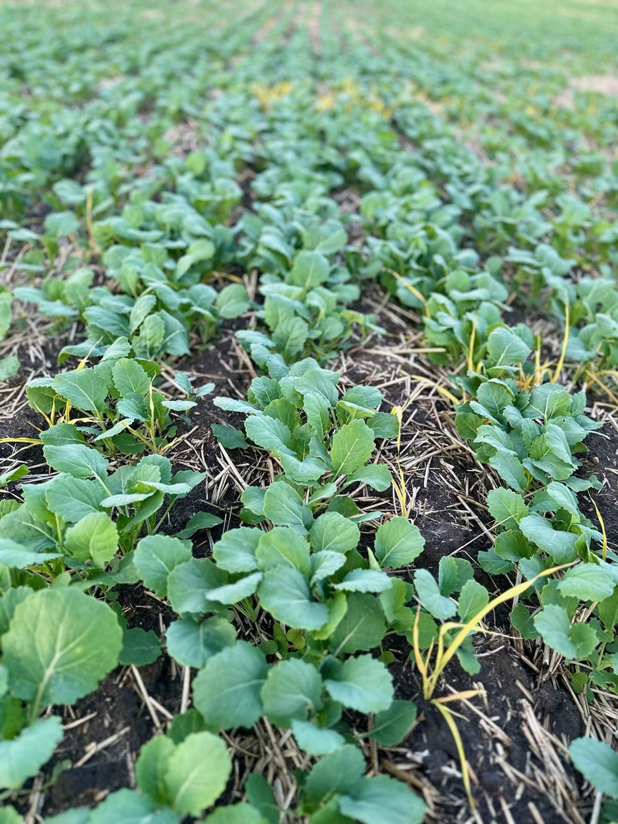 Another great looking field of P510G. 
<a href="/PioneerSeedsCA/">Pioneer Seeds Canada</a>