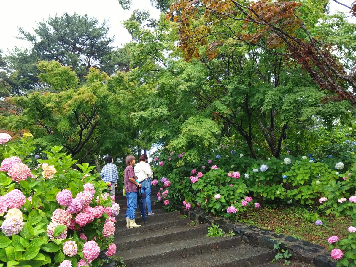 pbmAI8ThlowMjAF's tweet photo. 新婦人小郡支部で、土曜日にグルメ小組に行きました。
今回は、宇部市ときわ公園の湖水ホールにあるハワイアンカフェで、美味しいランチを食べました。大雨の中、来た甲斐がありました。とても美味しかったです✨
雨が上がったので、紫陽花などを見て帰りました。

＃新婦人に入ろう
#グルメ小組 https://t.co/cBLO50dAxt