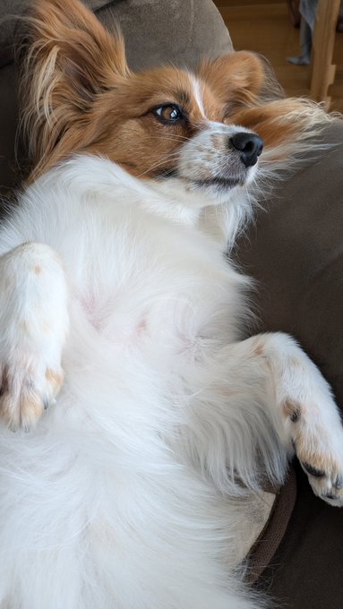 ふてぶてしーぬ 