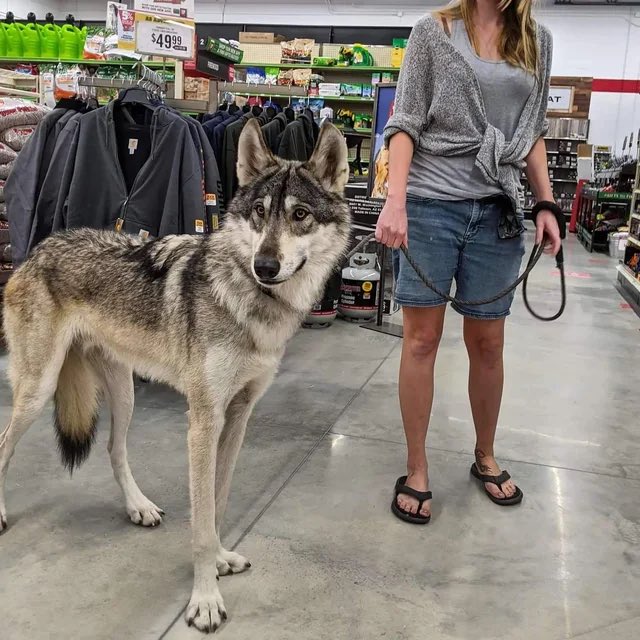 Dog Guy™️ tweet media