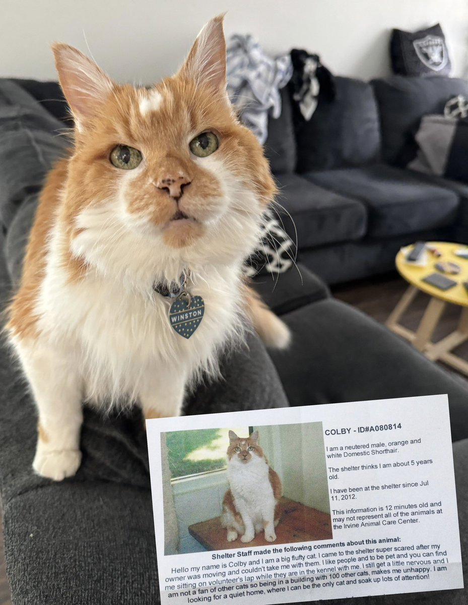 adriannarenee09's tweet photo. Happy #GotchaDay to my grumpy old man, Winston. 
#furreveryoung 🐈🐾 
#Sweet16 #CatsOfTwitter  #AdoptDontShop #cats https://t.co/IT6RHIFayn