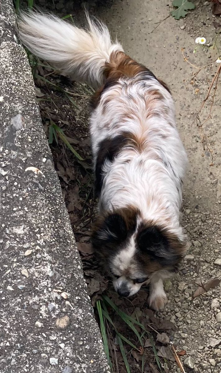 tarobonbon28's tweet photo. 迷子犬 
道路をウロウロ ヨタヨタ？
歩いていて
溝に落ちました
その後、溝の中を行ったり来たりしてました
お心当たりの方居られませんか？
 #伊丹市 #尼崎市
#宮の北団地
 #迷子犬 #犬 https://t.co/GNnCczfPNa