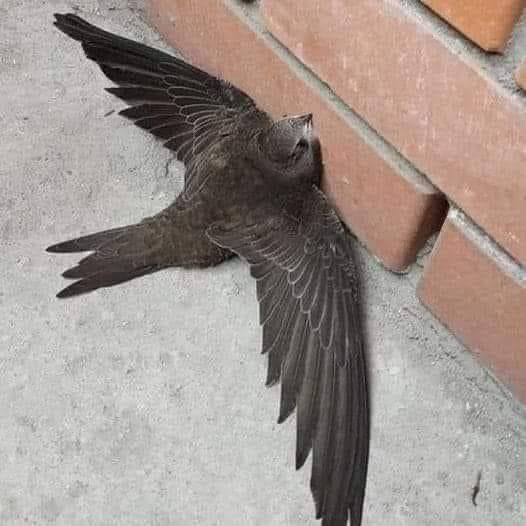 Si ves golondrinas tiradas en el suelo con las alas extendidas, no tengas miedo, ayúdalas! No están enfermos... Las golondrinas no pueden despegar de superficies planas. Hay que tomarlos y dejar que se levanten ligeramente de la altura de tus manos,volarán de inmediato...