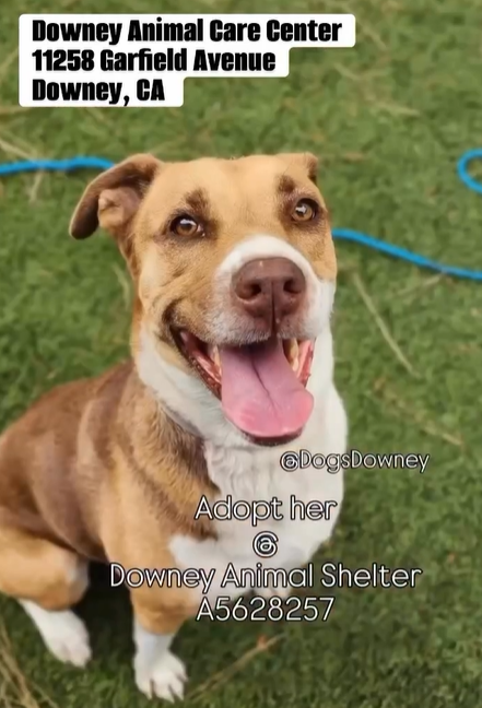 mapleveewesem's tweet photo. 🆘💔🆘ASOKA is one of the pups in the video below of dogs in danger at Downey #California ACC. She's 5 yo, 60 lb, low energy, good with large calm dogs & listed as adults only. Please visit Downey Wed 6-26🙏
#A5628257 https://t.co/wtwrxc2ZmU