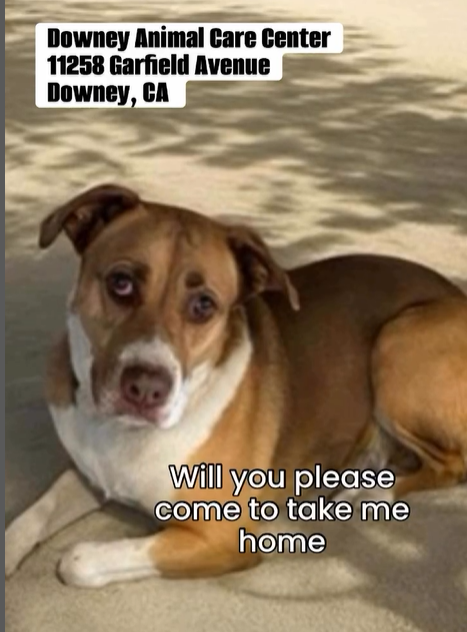 mapleveewesem's tweet photo. 🆘💔🆘ASOKA is one of the pups in the video below of dogs in danger at Downey #California ACC. She's 5 yo, 60 lb, low energy, good with large calm dogs & listed as adults only. Please visit Downey Wed 6-26🙏
#A5628257 https://t.co/wtwrxc2ZmU
